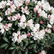 Pěnišník 'Schneekissen' - Rhododendron (Y) 'Schneekissen'