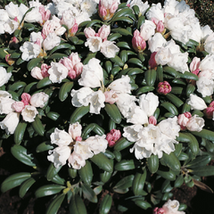 Pěnišník 'Schneekissen' - Rhododendron (Y) 'Schneekissen'