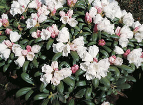 Pěnišník 'Schneekissen' - Rhododendron (Y) 'Schneekissen'