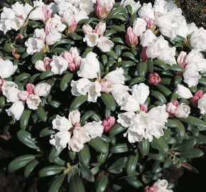Pěnišník 'Schneekissen' - Rhododendron (Y) 'Schneekissen'