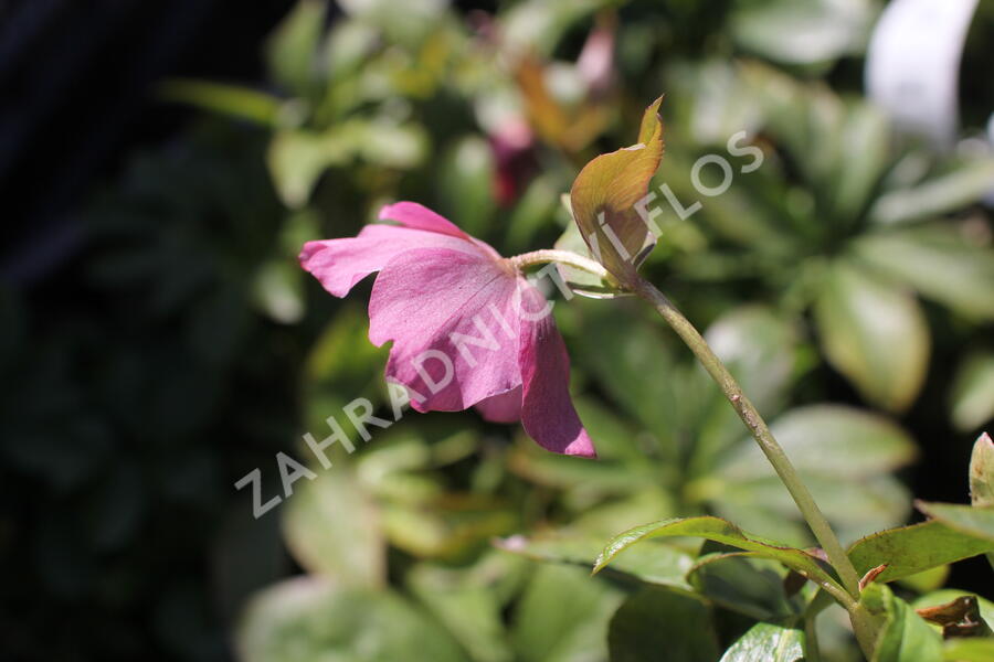 Čemeřice východní 'Pretty Ellen Pink' - Helleborus orientalis 'Pretty Ellen Pink'