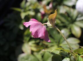 Čemeřice východní 'Pretty Ellen Pink' - Helleborus orientalis 'Pretty Ellen Pink'