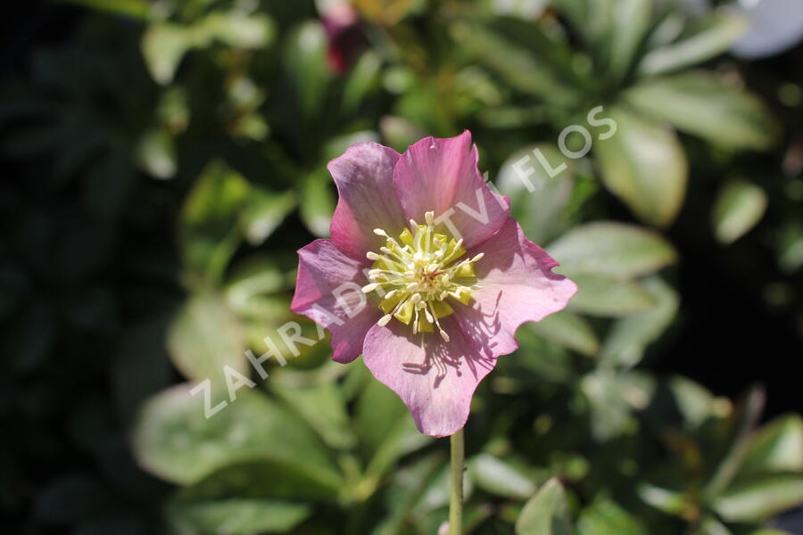 Čemeřice východní 'Pretty Ellen Pink' - Helleborus orientalis 'Pretty Ellen Pink'