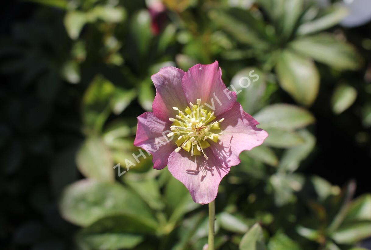 Čemeřice východní 'Pretty Ellen Pink' - Helleborus orientalis 'Pretty Ellen Pink'