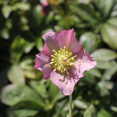 Čemeřice východní 'Pretty Ellen Pink' - Helleborus orientalis 'Pretty Ellen Pink'