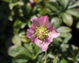 Čemeřice východní 'Pretty Ellen Pink'