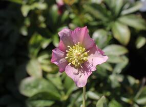Čemeřice východní 'Pretty Ellen Pink' - Helleborus orientalis 'Pretty Ellen Pink'