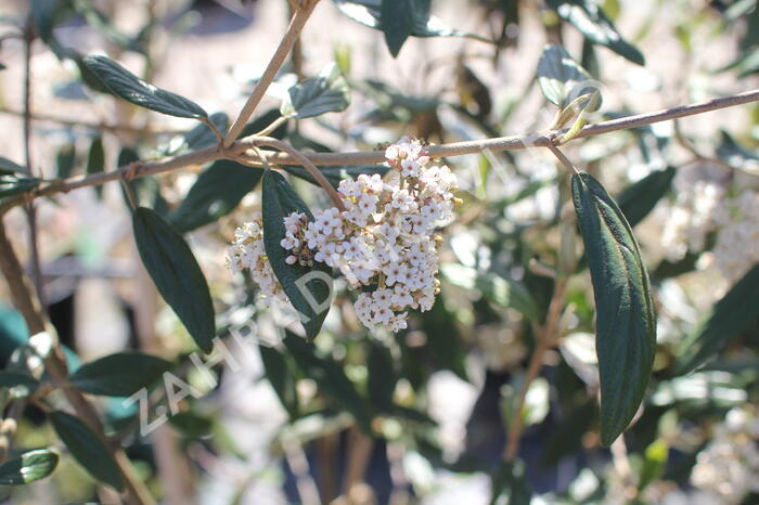 Kalina pražská 'Pragense' - Viburnum 'Pragense'