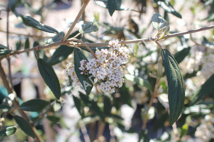 Kalina pražská 'Pragense' - Viburnum 'Pragense'