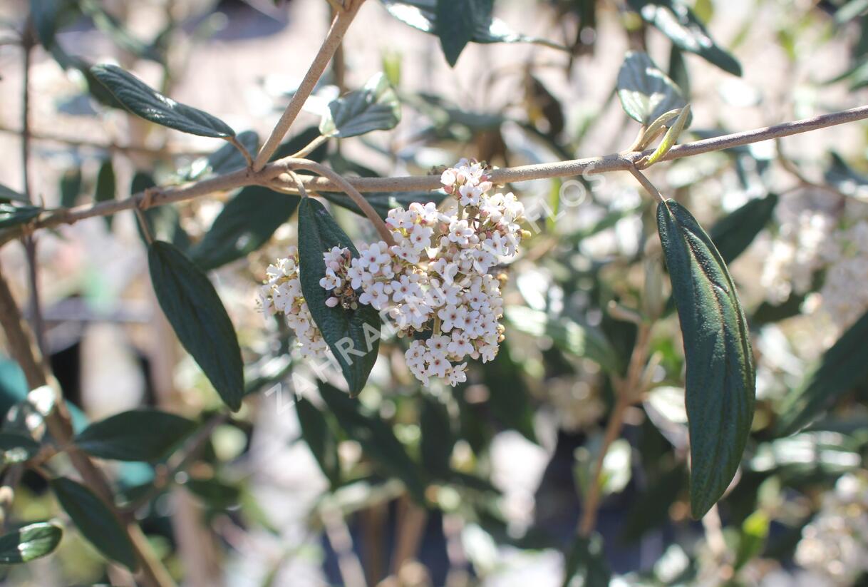 Kalina pražská 'Pragense' - Viburnum 'Pragense'