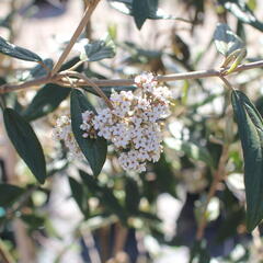 Kalina pražská 'Pragense' - Viburnum 'Pragense'