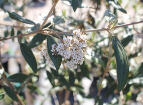Kalina pražská 'Pragense' - Viburnum 'Pragense'