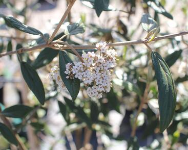 Kalina pražská 'Pragense'