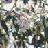 Viburnum 'Pragense'.JPG