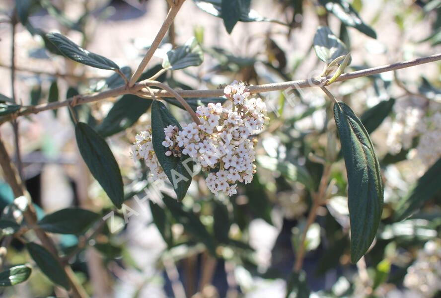 Kalina pražská 'Pragense' - Viburnum 'Pragense'