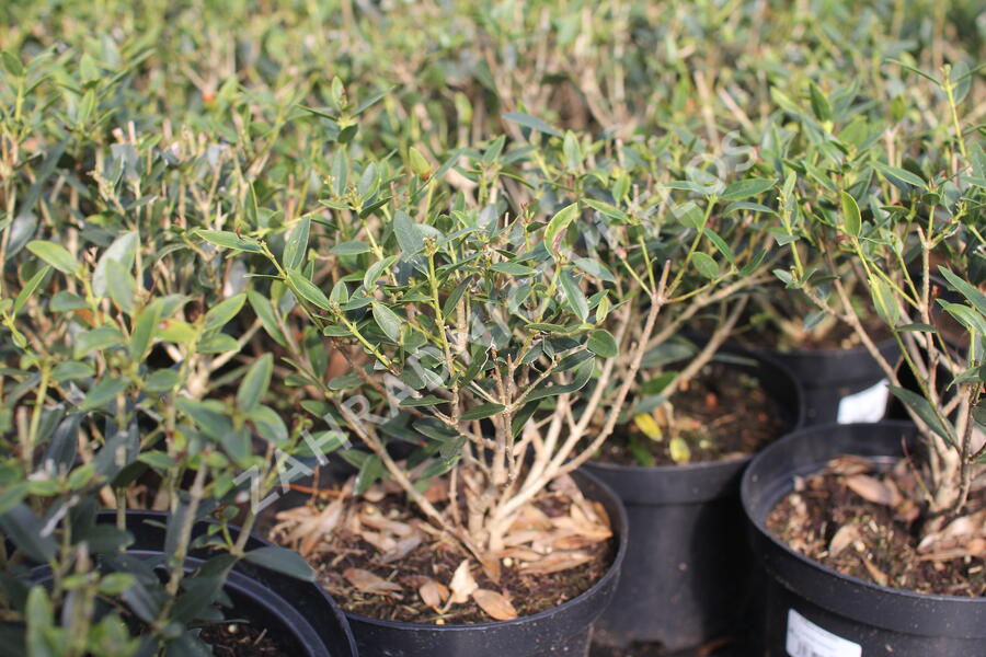 Jamovec úzkolistý - Phillyrea angustifolia