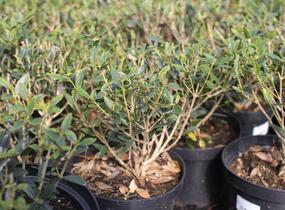 Jamovec úzkolistý - Phillyrea angustifolia