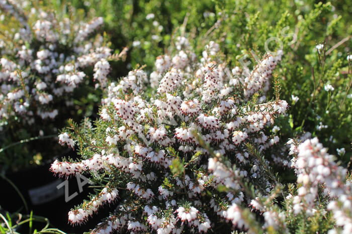 Vřesovec darlejský 'Silbersmelze' - Erica darleyensis 'Silbersmelze'