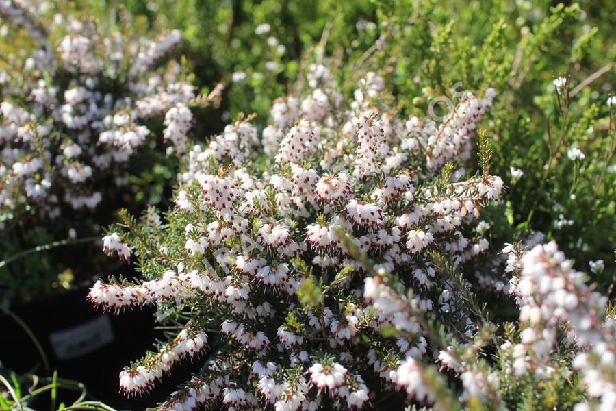 Vřesovec darlejský 'Silbersmelze' - Erica darleyensis 'Silbersmelze'