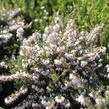 Vřesovec darlejský 'Silbersmelze' - Erica darleyensis 'Silbersmelze'