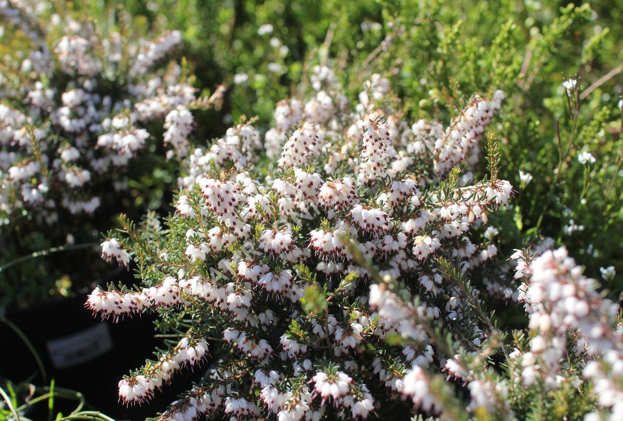 Vřesovec darlejský 'Silbersmelze' - Erica darleyensis 'Silbersmelze'