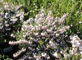 Vřesovec darlejský 'Silbersmelze' - Erica darleyensis 'Silbersmelze'