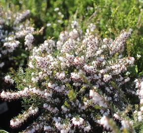 Vřesovec darlejský 'Silbersmelze' - Erica darleyensis 'Silbersmelze'
