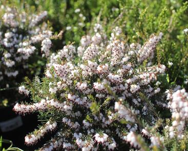 Vřesovec darlejský 'Silbersmelze'