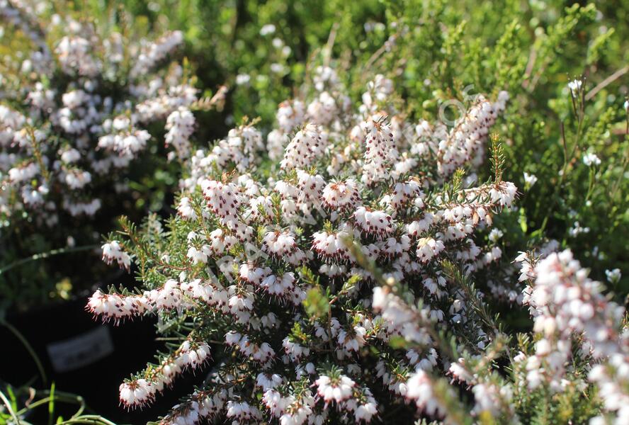 Vřesovec darlejský 'Silbersmelze' - Erica darleyensis 'Silbersmelze'