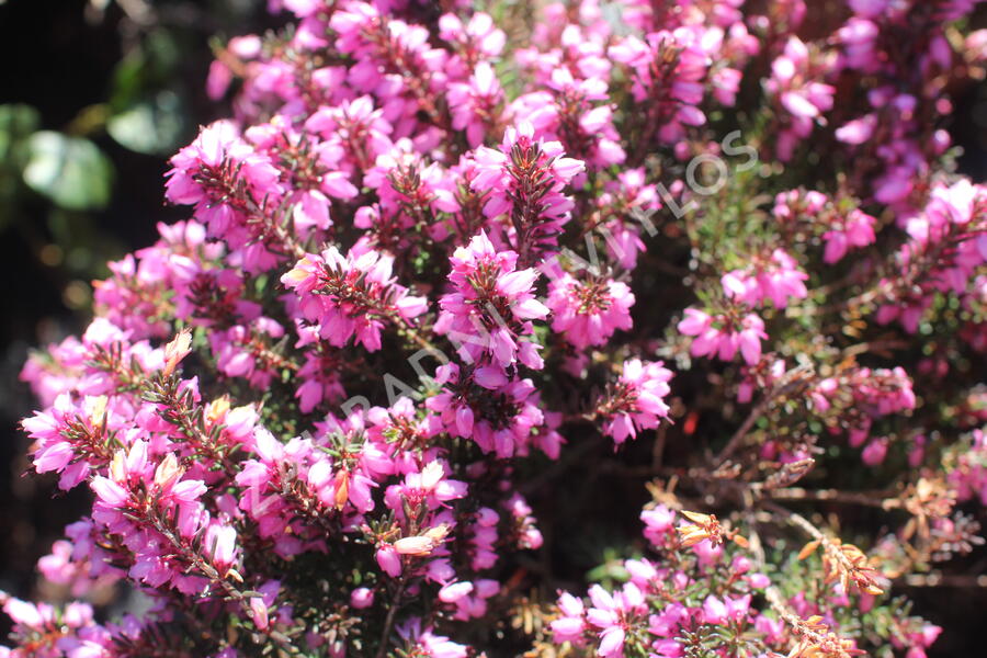 Vřesovec darlejský 'Winter Surprice' - Erica darleyensis 'Winter Surprice'