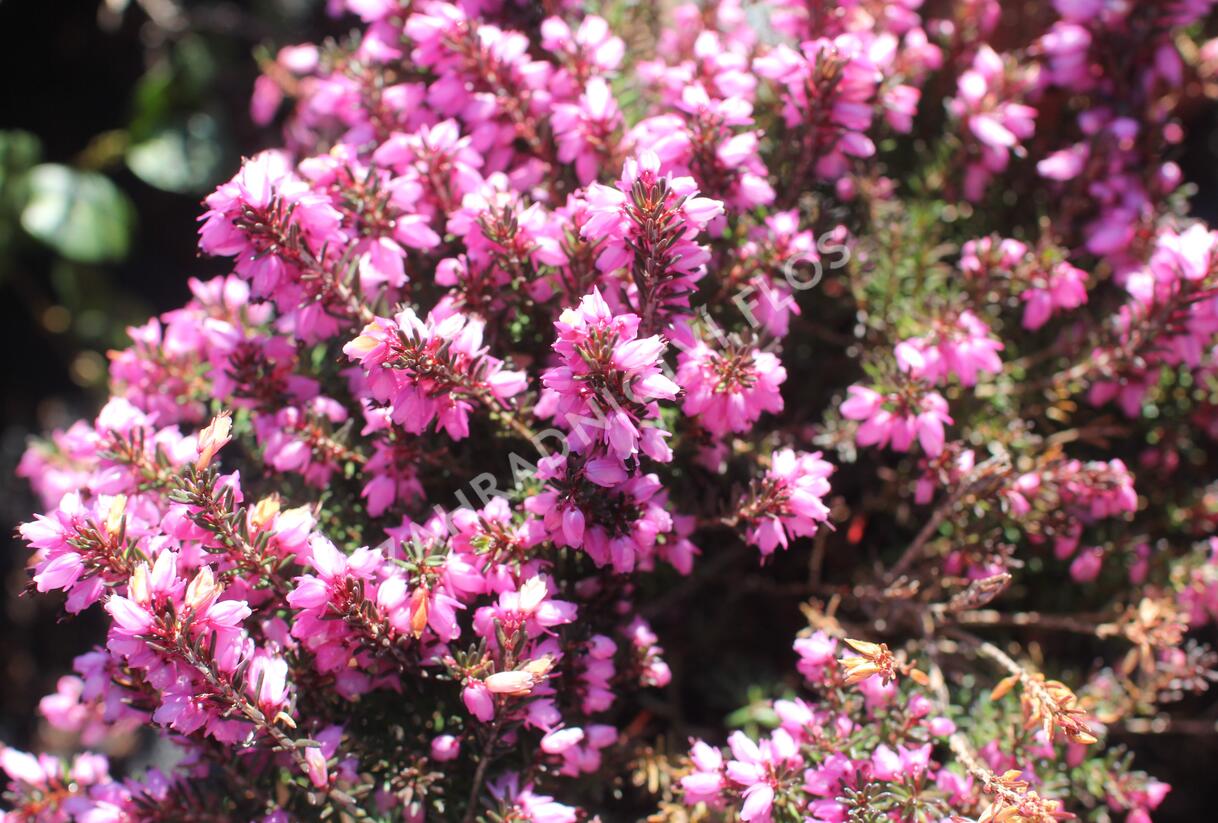 Vřesovec darlejský 'Winter Surprice' - Erica darleyensis 'Winter Surprice'