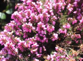 Vřesovec darlejský 'Winter Surprice' - Erica darleyensis 'Winter Surprice'