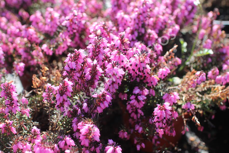 Vřesovec darlejský 'Winter Surprice' - Erica darleyensis 'Winter Surprice'
