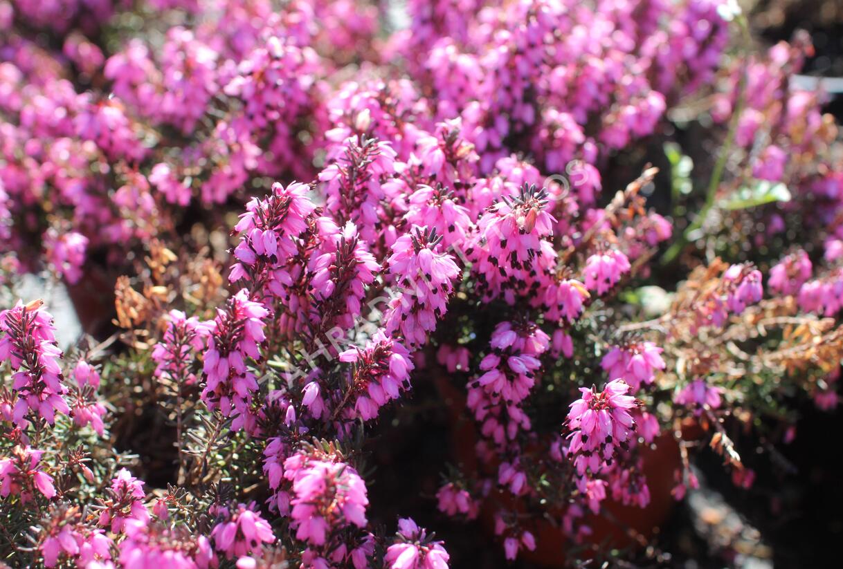 Vřesovec darlejský 'Winter Surprice' - Erica darleyensis 'Winter Surprice'