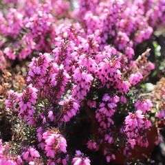 Vřesovec darlejský 'Winter Surprice' - Erica darleyensis 'Winter Surprice'