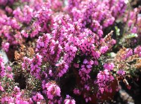 Vřesovec darlejský 'Winter Surprice' - Erica darleyensis 'Winter Surprice'