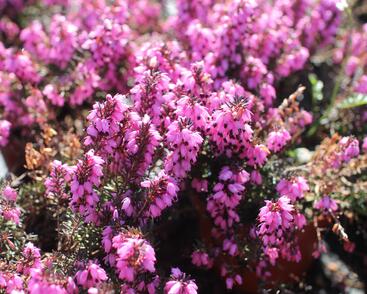 Vřesovec darlejský 'Winter Surprice'