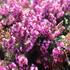 Erica darleyensis 'Winter Surprice'.JPG