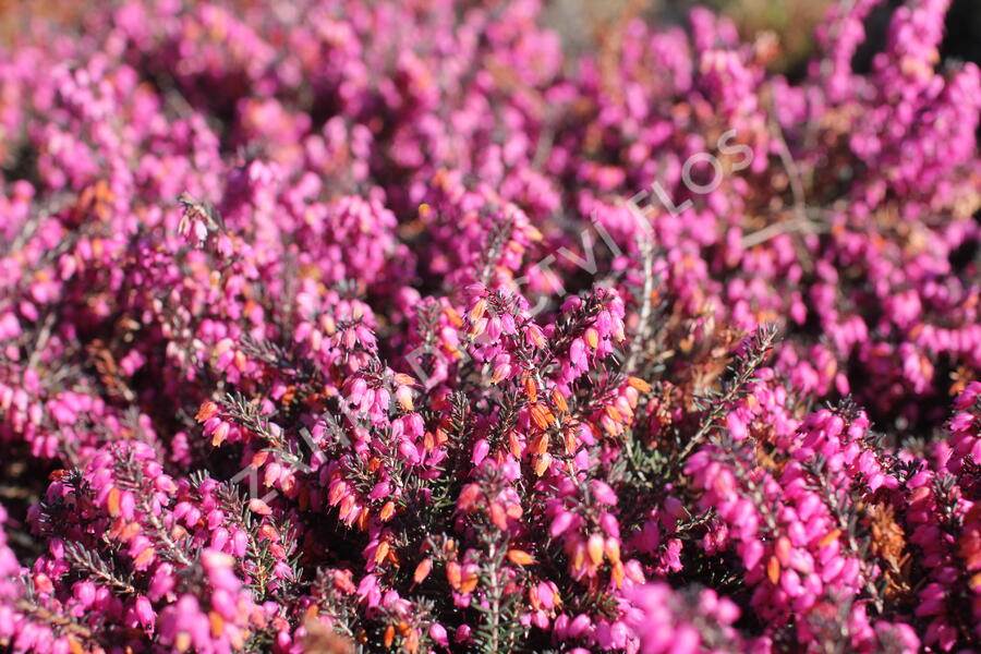 Vřesovec darlejský 'Rubina' - Erica darleyensis 'Rubina'