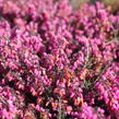 Vřesovec darlejský 'Rubina' - Erica darleyensis 'Rubina'