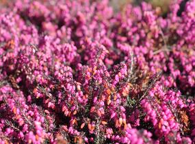 Vřesovec darlejský 'Rubina' - Erica darleyensis 'Rubina'