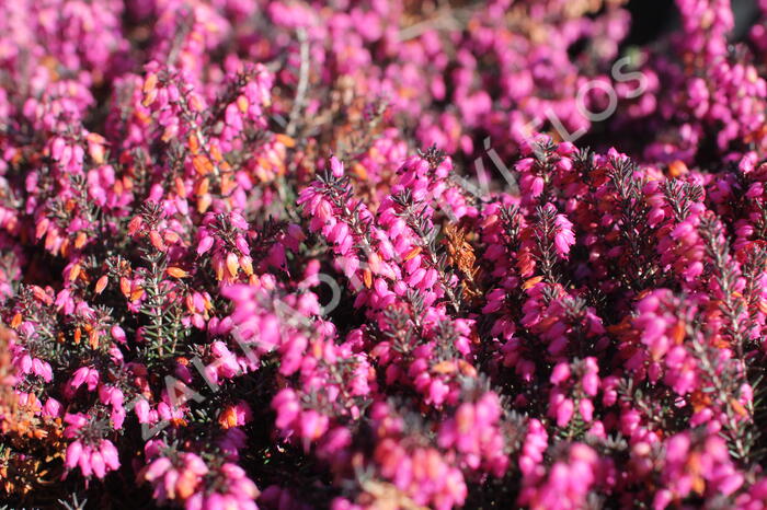 Vřesovec darlejský 'Rubina' - Erica darleyensis 'Rubina'