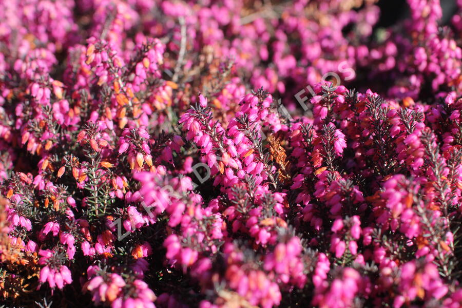 Vřesovec darlejský 'Rubina' - Erica darleyensis 'Rubina'