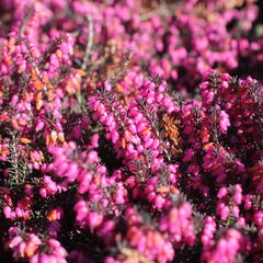 Vřesovec darlejský 'Rubina' - Erica darleyensis 'Rubina'