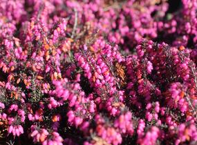Vřesovec darlejský 'Rubina' - Erica darleyensis 'Rubina'