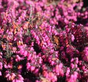Vřesovec darlejský 'Rubina' - Erica darleyensis 'Rubina'