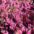 Erica darleyensis 'Rubina'.JPG