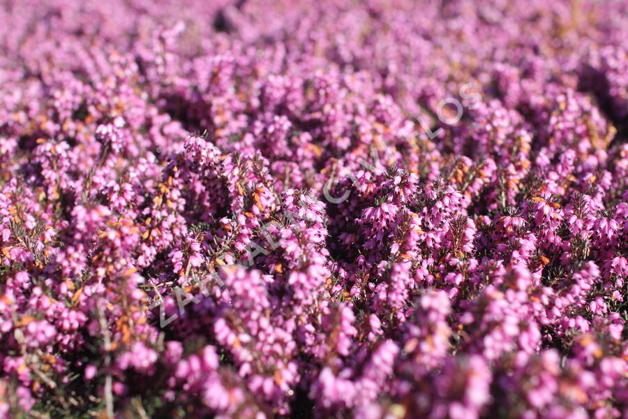 Vřesovec darlejský 'Spring Surprise' - Erica darleyensis 'Spring Surprise'