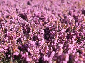 Vřesovec darlejský 'Spring Surprise' - Erica darleyensis 'Spring Surprise'