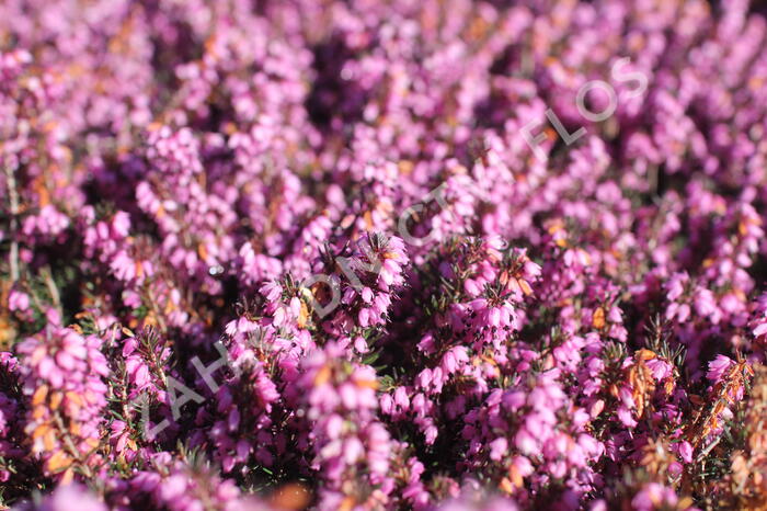 Vřesovec darlejský 'Spring Surprise' - Erica darleyensis 'Spring Surprise'